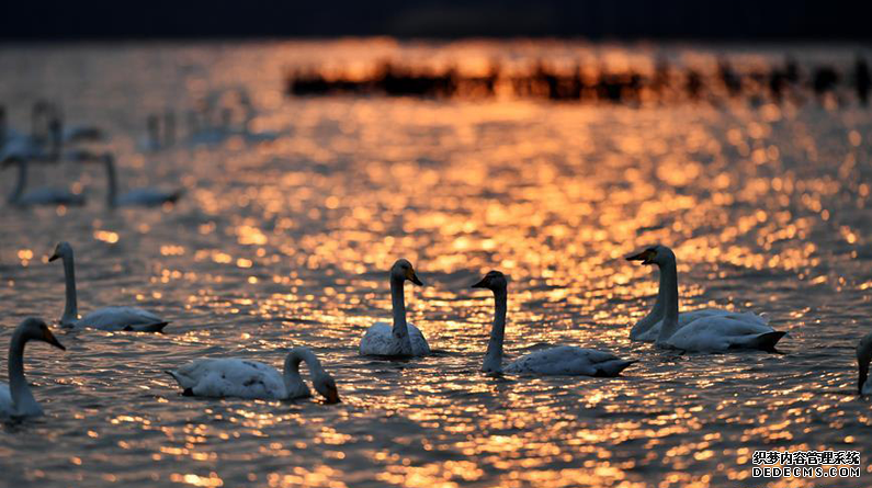 白天鹅“约会”黄河湿地
