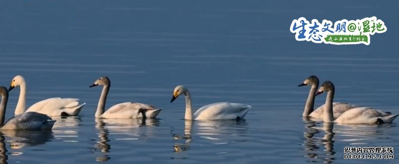 【生态文明@湿地】6万多只候鸟飞抵网湖湿地 首次发现白头鹤