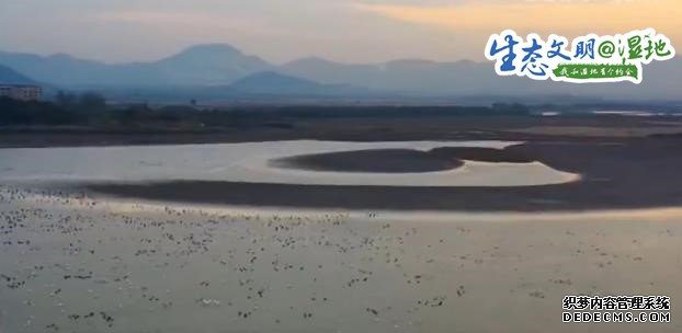 【生态文明@湿地】6万多只候鸟飞抵网湖湿地 首次发现白头鹤