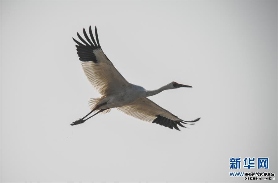 【生态文明@湿地】从白鹤迁徙路线之变看生态文明建设