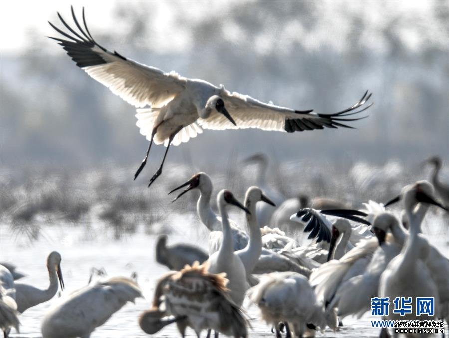 【生态文明@湿地】从白鹤迁徙路线之变看生态文明建设