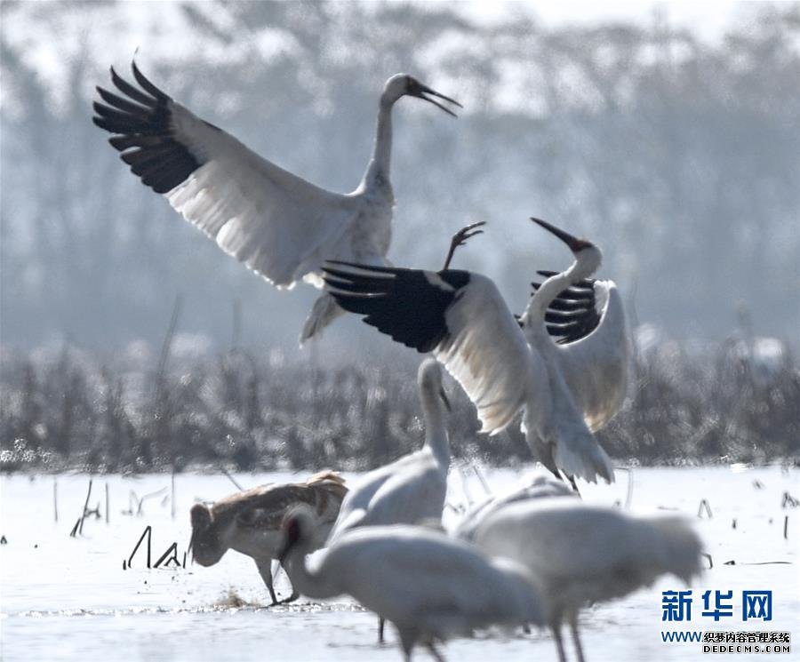 【生态文明@湿地】从白鹤迁徙路线之变看生态文明建设