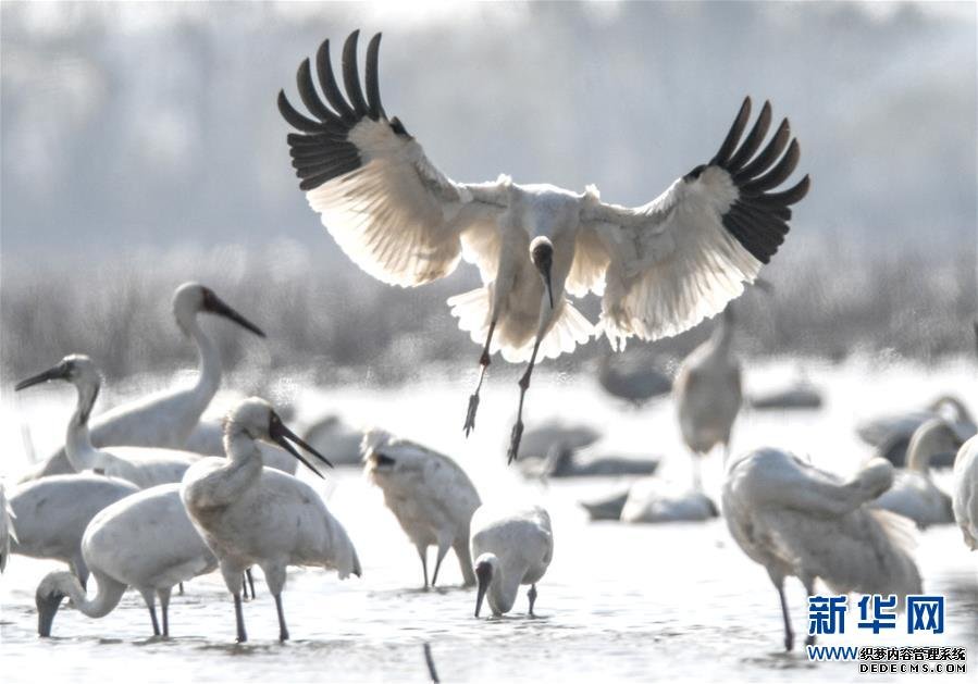 【生态文明@湿地】从白鹤迁徙路线之变看生态文明建设