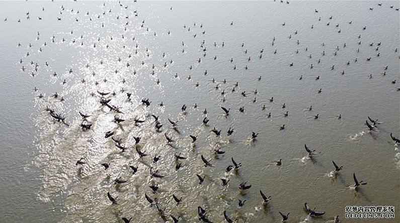 安徽：冬日湿地 候鸟纷至