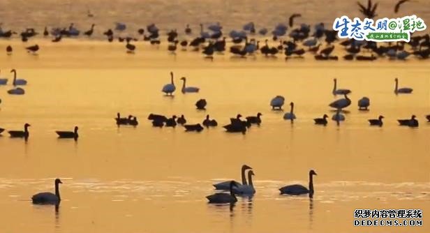 【生态文明@湿地】6万多只候鸟飞抵网湖湿地 首次发现白头鹤