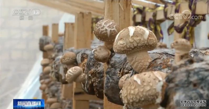 新疆特色养殖助力脱贫12个贫困县年底摘帽